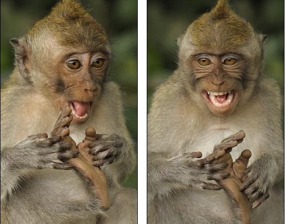 [Image: MONKEY-HIII-HIIII.jpg]