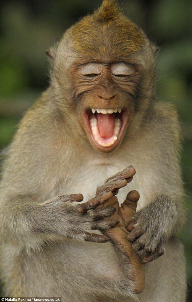 [Image: MONKEY-HIIII.jpg]